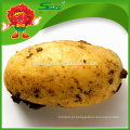 Batatas atacadas de alta qualidade Holland Yellow Potato